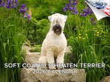 2025 2026 Softcoat Wheaten Terrier Calendar - Dog Breed Monthly Wall Calendar - 12 x 18 Open - Thick No-Bleed Paper - Giftable -