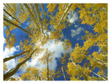 Looking Up At Blue Sky Through A Canopy Of Fall Colored Aspen Trees, Colorado-Paper Art-34,,X26,,