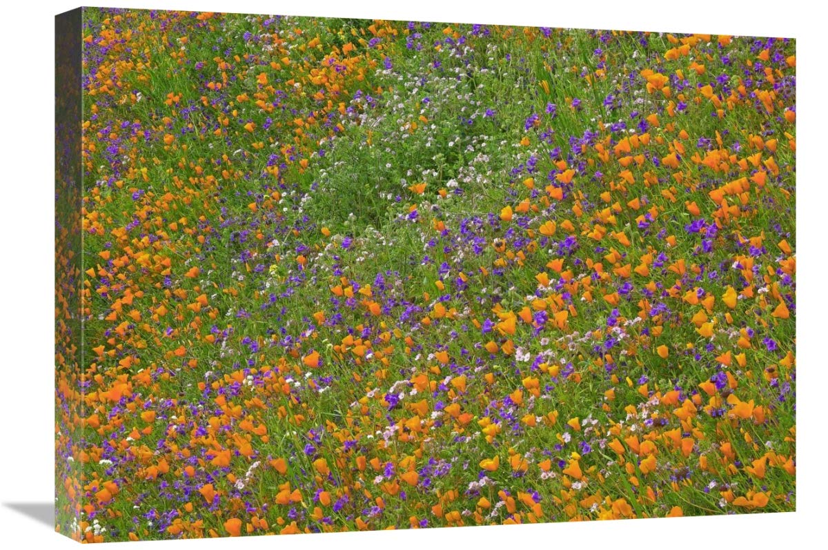 California Poppy And Desert Bluebell Carpeting A Spring Hillside, California-Canvas Art-24X18