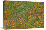 California Poppy And Desert Bluebell Carpeting A Spring Hillside, California-Canvas Art-24X18
