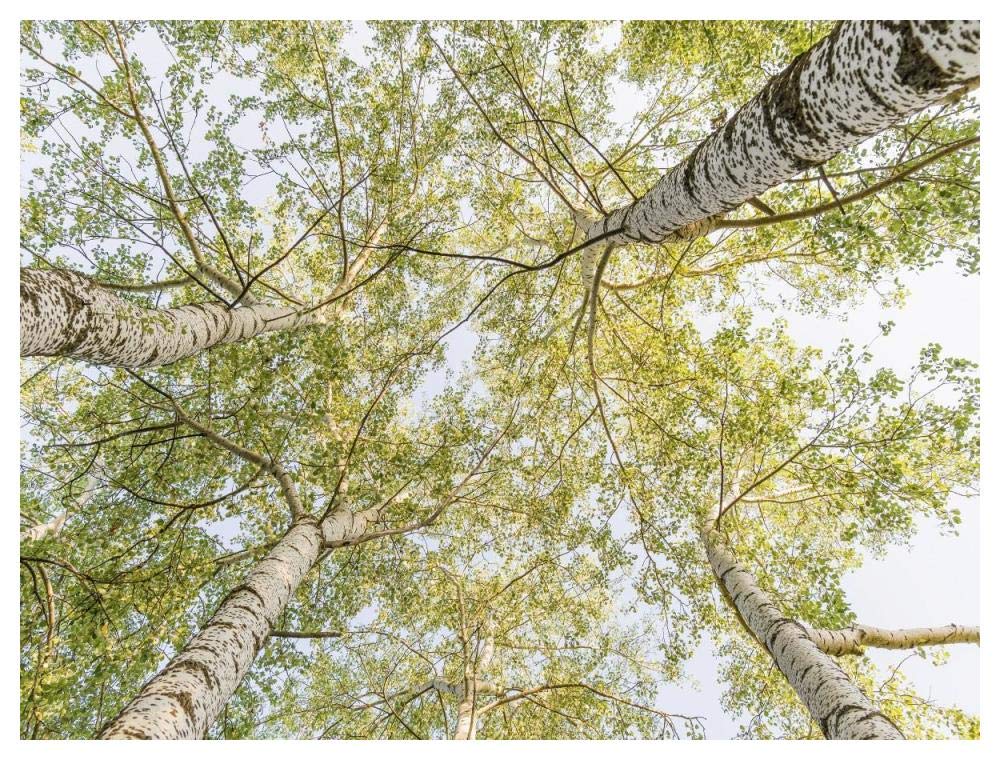 Birch Woods In Spring-Paper Art-50,,X38,,