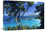 Caribbean Seen Through Trees, Virgin Islands National Park-Canvas Art-24X18