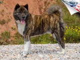 2025 2026 Akita Calendar - Dog Breed Monthly Wall Calendar - 12 x 18 Open - Thick No-Bleed Paper - Giftable - Academic Teacher's