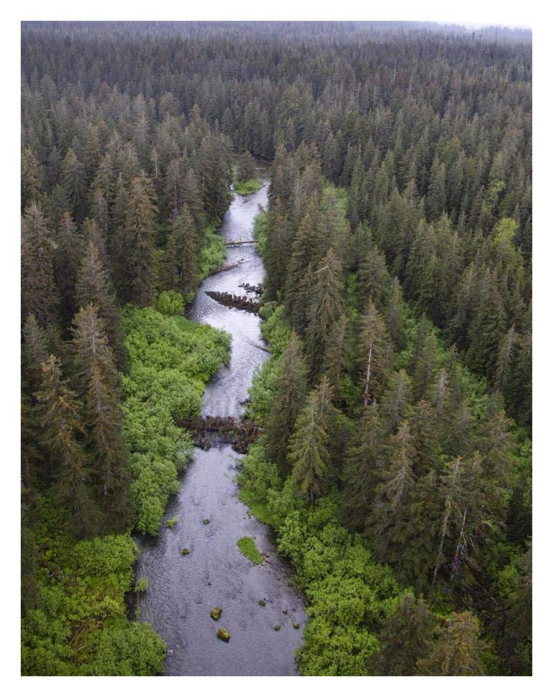 Stream And Boreal Forest, Tongass National Forest, Yakutat, Alaska-Paper Art-26,,X34,,