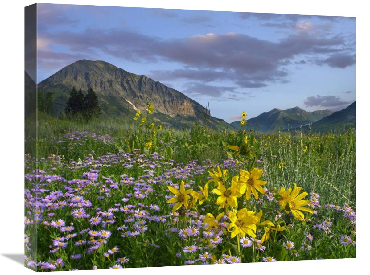 Meadow Of Orange Sneezeweed And Smooth Aster, Gothic Mountain In Distance, Colorado-Canvas Art-24X20
