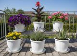 Go Hookedplastic Duro Flower Pot For Gardening, Indoor/Outdoor PlanterWhite (8 Inch)(Pack Of 6 With Tray)