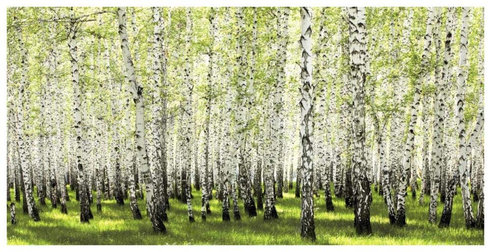 Birch Forest In Spring-Paper Art-74,,X38,,
