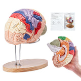 VEVOR Human Brain Model Anatomy 4-Part Model of Brain w/Labels & Display Base Color-Coded Life Size Human Brain Anatomical Model