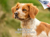 2025 2026 Brittany Calendar - Dog Breed Monthly Wall Calendar - 12 x 18 Open - Thick No-Bleed Paper - Giftable - Academic Teache