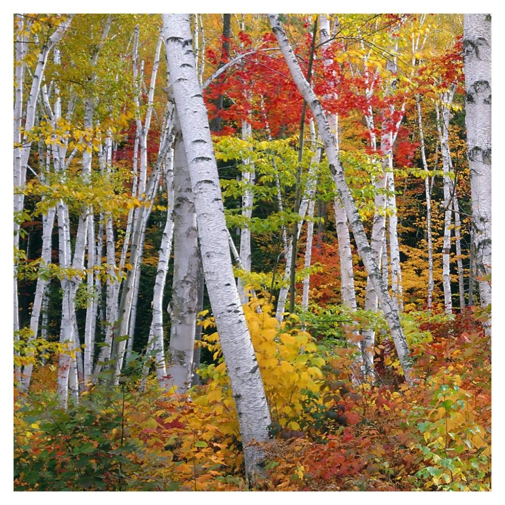 Autumn In Shelburne Forest - Triptych Left-Paper Art-38,,X38,,