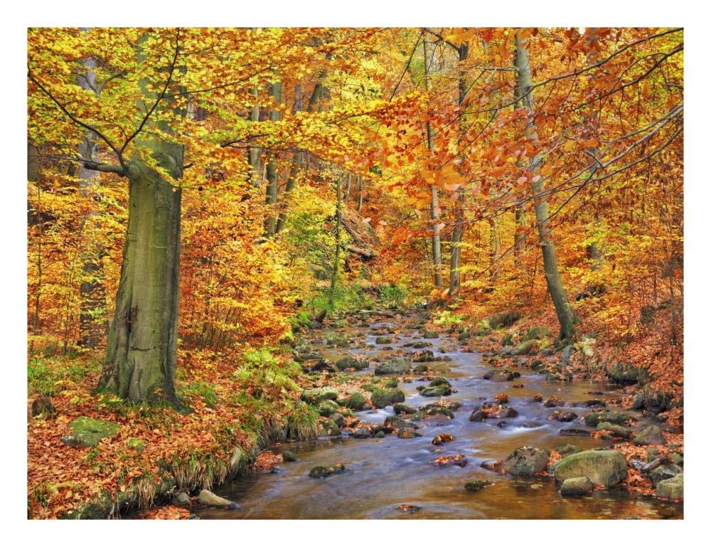 Beech Forest In Autumn, Ilse Valley, Germany-Paper Art-26,,X20,,