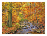 Beech Forest In Autumn, Ilse Valley, Germany-Paper Art-26,,X20,,
