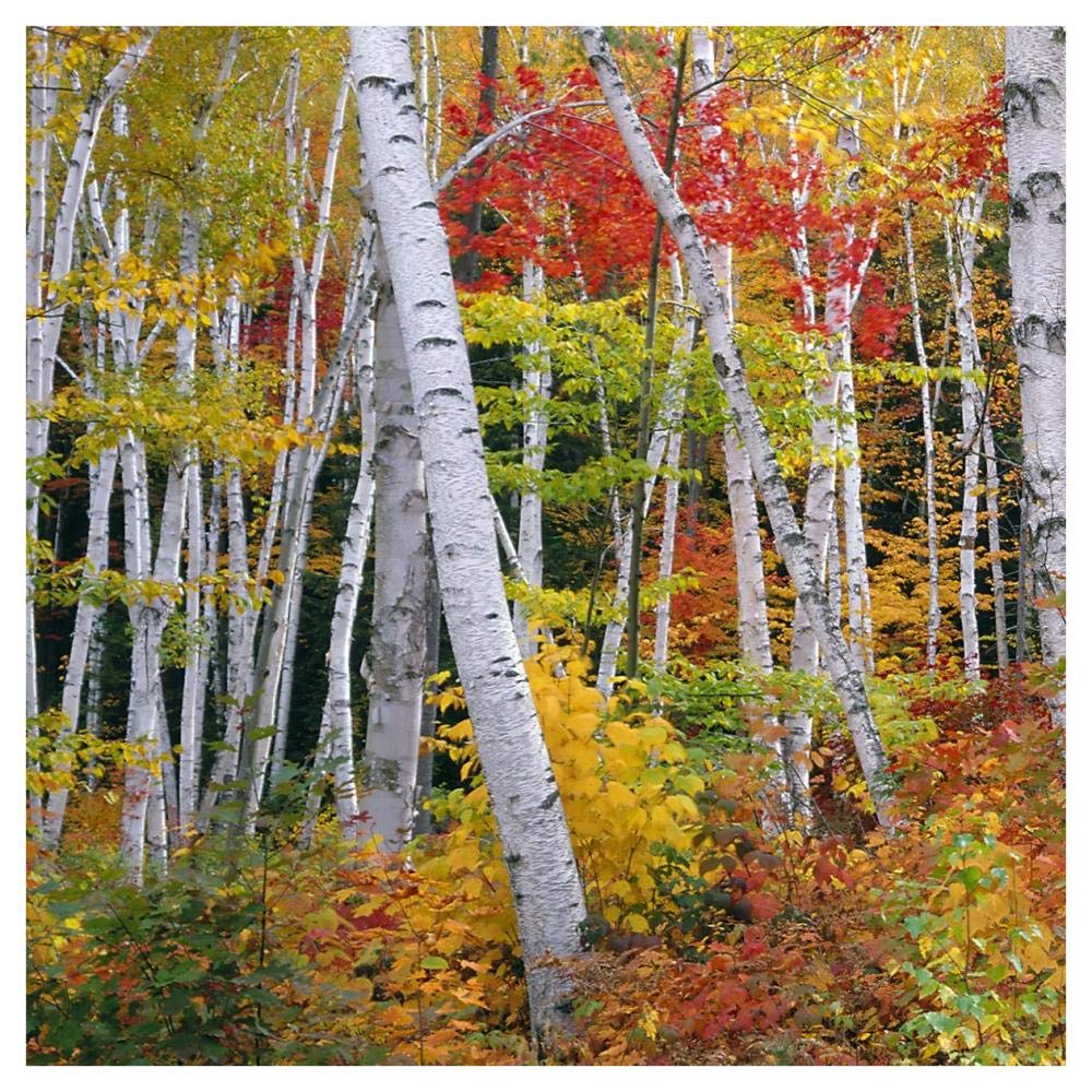 Autumn In Shelburne Forest - Triptych Left-Paper Art-42,,X42,,