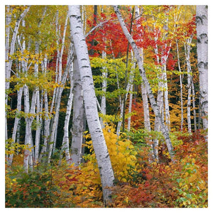 Autumn In Shelburne Forest - Triptych Left-Paper Art-42,,X42,,