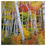 Autumn In Shelburne Forest - Triptych Left-Paper Art-42,,X42,,
