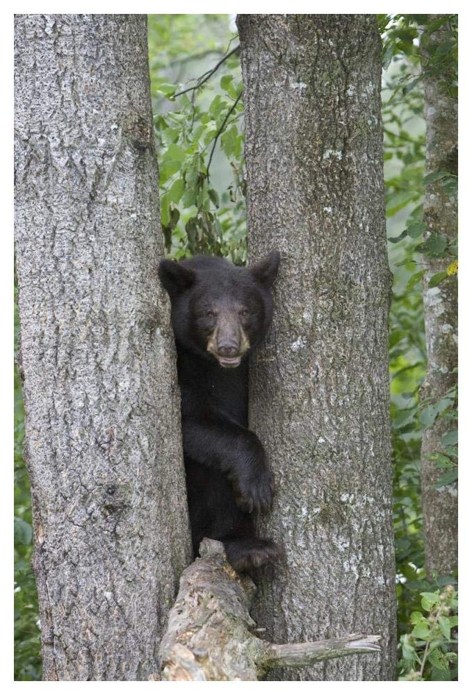 Black Bear Juvenile Male In Tree, Orr, Minnesota-Paper Art-34,,X50,,