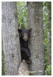 Black Bear Juvenile Male In Tree, Orr, Minnesota-Paper Art-34,,X50,,