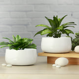 Homspurts Table Top Planter For Living Room, Home Decor, Terrace, Balcony & Home Gardening (Matte White,D 5.5 Inch H3 Inch, Se
