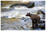 Grizzly Bear Fishing Along Anan Creek, Tongass National Forest, Alaska-Paper Art-62,,X42,,