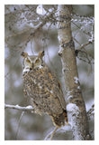 Great Horned Owl In Its Pale Form Perching In A Snow-Covered Tree, British Columbia, Canada-Paper Art-22,,X32,,