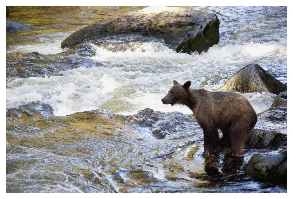 Grizzly Bear Fishing Along Anan Creek, Tongass National Forest, Alaska-Paper Art-50,,X34,,