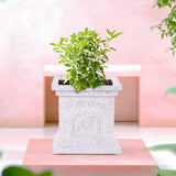 Urbane Home 12 Inch Plastic Tulsi Mancha For Home | Tulsi Gamla/Planter Pot For Home Decor, Balcony & Garden | Marble DesignWhi