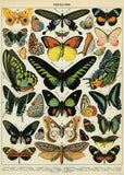 Cavallini Papers & Co. Cavallini Decorative Paper Papillons 20X28 Sheet