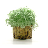 Eco Sarras Olive Green Shredded Paper Confetti Used For Gift Packaging, Box Filler, Basket Filler, Decorative Packing, Gift Boxe