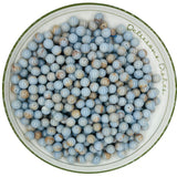 WHNKFB 10mm 50PCS Natural Blue Angelite Round Beads, Celestial Blue Loose Gemstone Beads for Jewelry Making Craft - 6mm 8mm 10mm