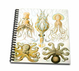3dRose db_80725_1 Picture of 1800 Drawing of Famous Biologist SquidsDrawing Book, 8 by 8