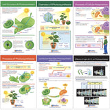 NewPath Learning Photosynthesis & Respiration Bulletin Board Charts, Set/6 - Laminated, Double-Sided, Full-Color, 12 x 18 (94-70
