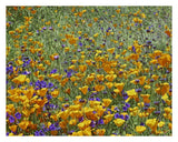 California Poppy And Desert Bluebell Flowers, Antelope Valley, California-Paper Art-30,,X24,,