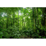 YongFoto 15x10ft Jungle Forest Trees Backdrops for Photography Summer Woods Wonderland Trees Plant Spring Nature Landscape Photo