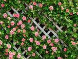 AIIKES 10x8FT Flowers Backdrop for Photography Spring Floral Photo Backdrop Green Leaf Fence Backdrops Wedding Bridal Backdrop B