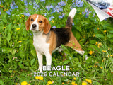 2025 2026 Beagle Calendar - Dog Breed Monthly Wall Calendar - 12 x 18 Open - Thick No-Bleed Paper - Giftable - Academic Teacher'