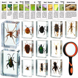 GlikCeil 12 Pcs Insect in Resin Specimen Bugs Discovery Kit Collection Paperweight Bug with Information Flash Cards Preserved in