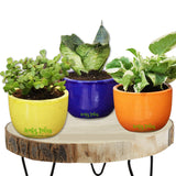 Leafy Tales Urn Ceramic Pot, Multicolour, 3 Inch, 3 Pots, Set 3