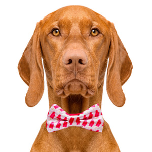 Cutie Ties Dog Bow Tie Ice Pops - 2 X 4 Premium Quality Bow Ties For Dogs - Fancy Dog Tie With Slip Over Elastic Bands - Cute Do