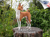 2025 2026 Basenji Calendar - Dog Breed Monthly Wall Calendar - 12 x 18 Open - Thick No-Bleed Paper - Giftable - Academic Teacher