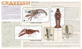 Frey Scientific Crayfish Dissection Mat, 9-3/4 X16 In