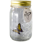 Animated Butterfly In A Jar Yellow Swallowtail Figurine By Sciencepurchase