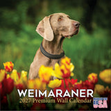 Weimaraner Calendar 2026 - 16-Month Dog Breed Wall Calendar by MegaCalendars - Large Daily Blocks, Thick No-Bleed Paper, Made in