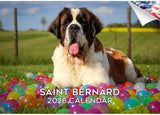 2025 2026 Saint Bernard Calendar - Dog Breed Monthly Wall Calendar - 12 x 18 Open - Thick No-Bleed Paper - Giftable - Academic T