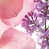 Rose Water & Lilac Eau de Parfum