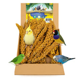 Birds LOVE Economy & Thin Special Spray Millet GMO-Free (No Stems Only Edible Tops) for Birds Cockatiel Lovebird Parakeet Finch 