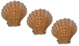 US Shell, 3 Piece, Lions Paw Sea Shell, 13 to 15 Centimeter Size