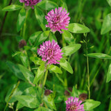 Outsidepride Red clover Legume Seed for Pasture, Hay, Soil Improvement 2 LBS