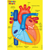 Foam Manipulatives Human Heart Model