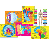 Foam Manipulatives Human 6 pc Set