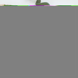 Easter Eggs Papillon Sable White Greeting Cards And Envelopes Pack Of 8